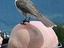 Zu Mein_Vogel