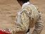 Zu Torero