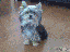 Zu Hofhund