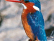 pemoge
