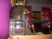 kleine_maus