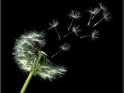 Pusteblume_