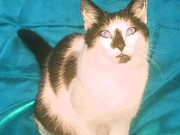 miau41