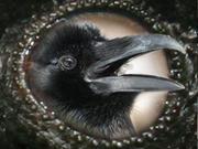 ObscuraCorvus