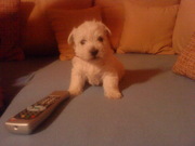 mallpall