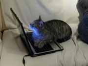 Mondkatze