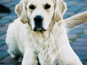doggy93