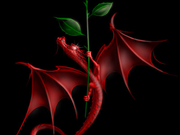 drache76