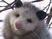 Opossum79