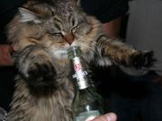 besoffenkatz