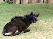 gnukatze