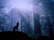 lonely_wolf