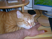 fuzzifuchs