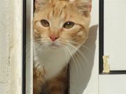 Cat-Freak