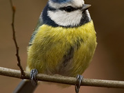 ParusCaeruleus