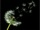 Pusteblume_