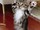 shakayaskatze