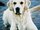 doggy93