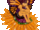 arcobrauni