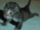 big-lion