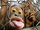 AFFENGIRAFFE