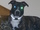 phebe666