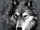 Canis_Lupus