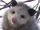 Zu Opossum79