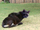 Zu gnukatze