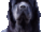 Klarissa