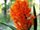 orchidee32