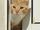 Cat-Freak