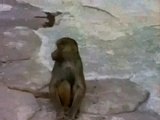 Affe sieht sich im Spiegel