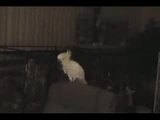Tanzender Vogel