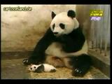 Pandab&auml;rbaby