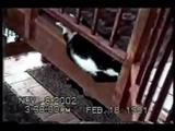 Verr&uuml;ckte Katzen