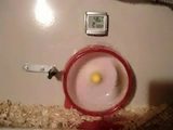 Hamster macht &Uuml;berschl&auml;ge