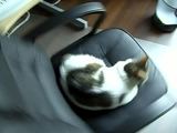 Katze auf dem Drehstuhl