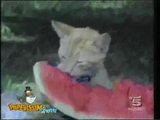 Verr&uuml;ckte Katzen Teil 2