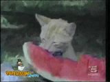 Katzen-Unf&auml;lle