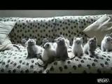 Wackelkatzen