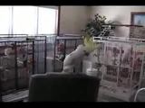 Kakadu Snowball tanzt zu Queen