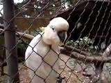 Kakadu fragt nach einem Cracker