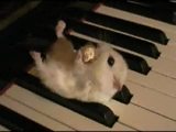 Hamster auf dem Klavier