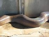 Python in Uganda