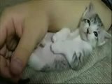 Die besten Tierclips