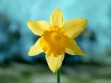 Kotzblume
