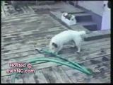 Clevere Tiere