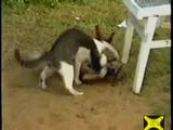Hund gegen Katze