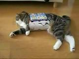Seltsame Katze